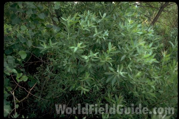 Bush<br>(Location of Picture: Illinois, USA)