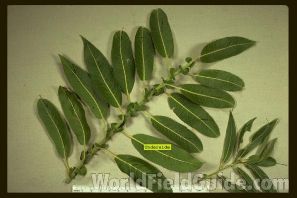 Bush<br>(Location of Picture: Illinois, USA)