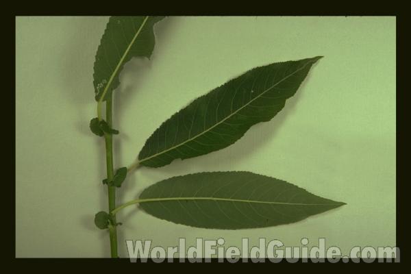 Giant<br>(Location of Picture: Illinois, USA)<br>(Location of Picture: Round Lake, Illinois, USA)