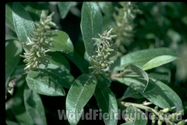 Silhouette by Parts - Line Drawing<br>(Origin of the Specimen: Britton and Brown)<br>(Location of Picture: Alaska, USA)