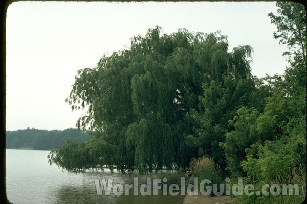 Growing Wild on Lake Shore<br>(Location of Picture: Round Lake, Illinois, USA)