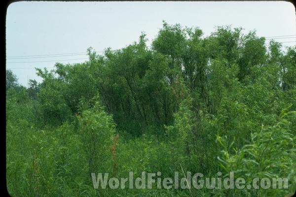 Silhouette by Parts - Line Drawing<br>(Origin of the Specimen: Britton and Brown)<br>(Location of Picture: Illinois, USA)