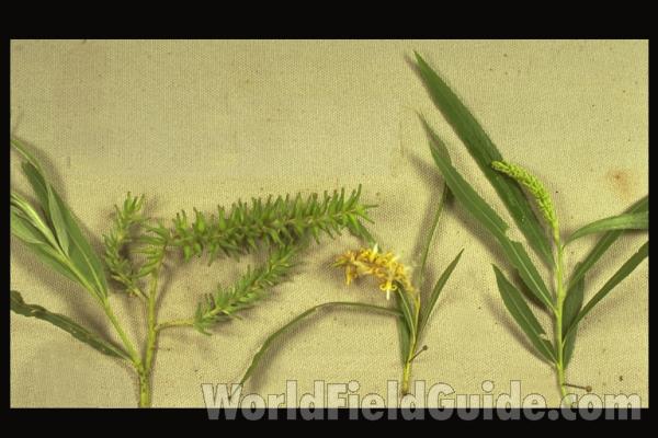 Silhouette by Parts - Line Drawing<br>(Origin of the Specimen: Britton and Brown)<br>(Location of Picture: Illinois, USA)