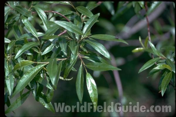 Silhouette By Stream<br>(Location of Picture: Snoqualime Pass, Wasington, USA)<br>(Location of Picture: Alaska, USA)