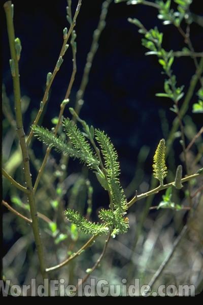 Catkins<br>(Location of Picture: Santa Barbara, California, USA)<br>(Location of Picture: Southern California, USA)
