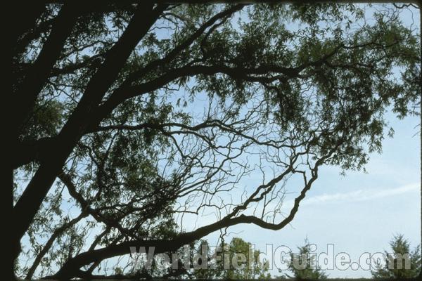 Early Spring Silhouette<br>(Location of Picture: Ornamental, Okanogan, Wa, USA, '09)<br>(Location of Picture: Morton Arboretum, Illinois, USA)