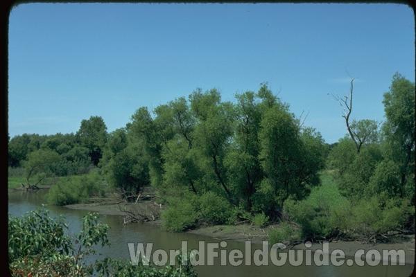 Silhouette-Multiple Trunks<br>(Location of Picture: Squaw Creek, RL, Illinois, USA)<br>(Origin of the Specimen: Round Lake, Illinois, USA)<br>(Location of Picture: Des Plaines River, Illinois, USA)