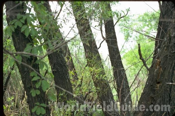 Bark<br>(Location of Picture: Squaw Creek, RL, Illinois, USA)<br>(Location of Picture: Round Lake, Illinois, USA)