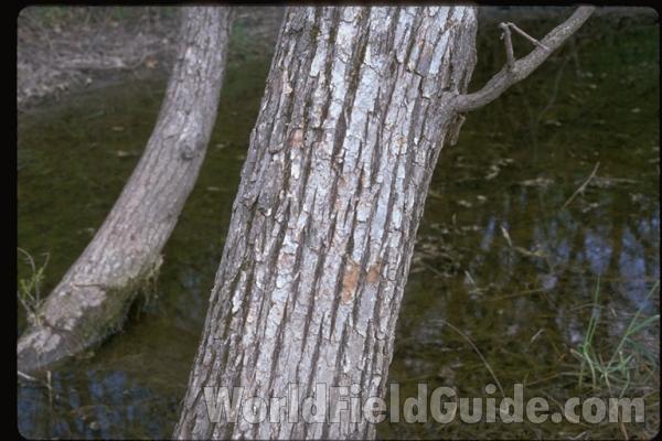 Trunk<br>(Location of Picture: Lake County, Illinois, USA)
