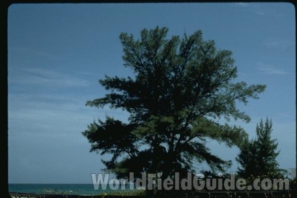 Ornamental<br>(Location of Picture: Southern Nigeria, Apirl 2016)<br>(Location of Picture: Florida, USA)