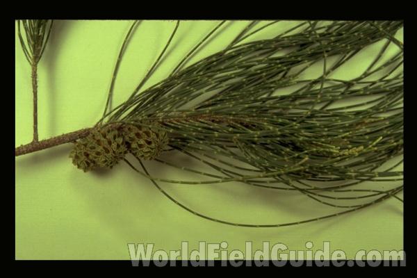 Fruit<br>(Origin of the Specimen: Florida, USA)