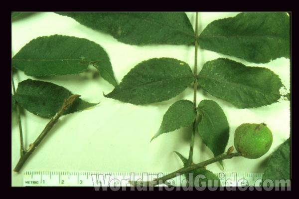 Leaves and Fruit<br>(Origin of the Specimen: Illinois, USA)