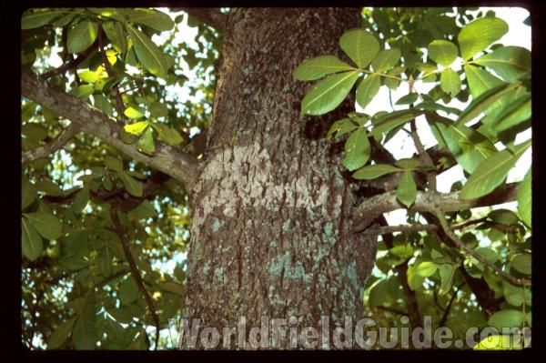 Bark and Twig