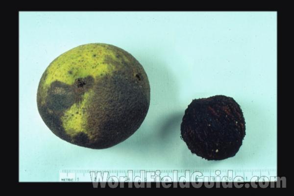 Silhouette by Parts - Line Drawing<br>(Origin of the Specimen: Britton and Brown)<br>(Origin of the Specimen: Arkansas, USA)