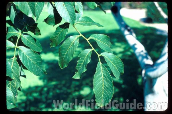 Leaves