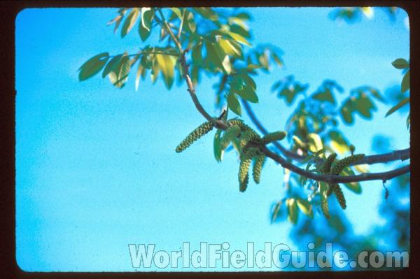 Leaves & Flower<br>(Location of Picture: Okanogan, Washington, USA)
