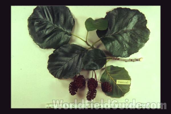 Leaves