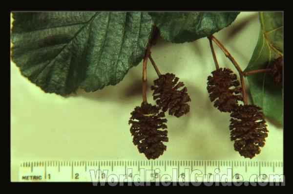 Old Fruit