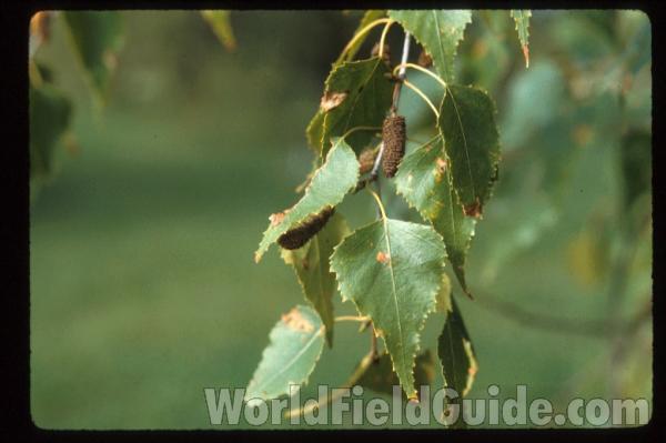Leaves and Fruit
