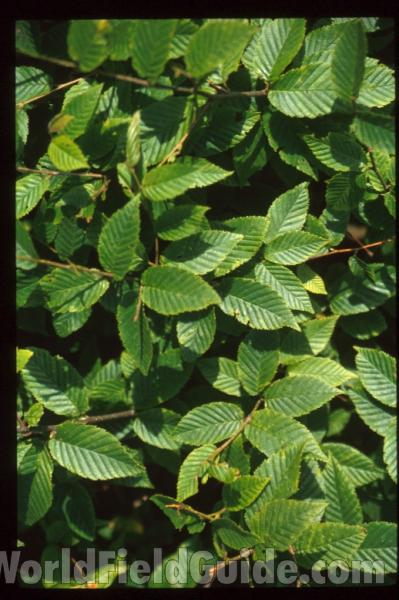 Leaves<br>(Location of Picture: North Carolina, USA)