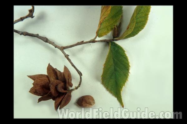 Fruit