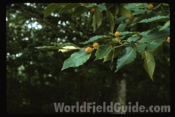 Twig, Leaves, and Reproduction