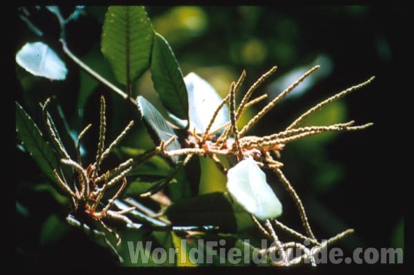 Reproduction and Leaves<br>(Location of Picture: California, USA)