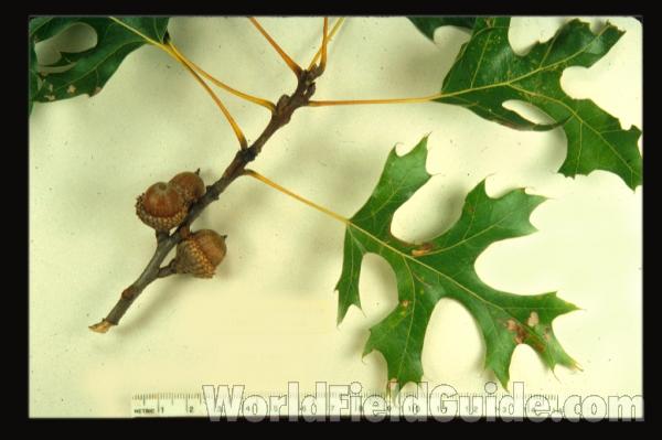 Branch<br>(Origin of the Specimen: Illinois, USA)