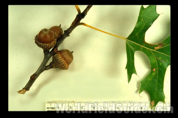 Acorn<br>(Origin of the Specimen: Illinois, USA)