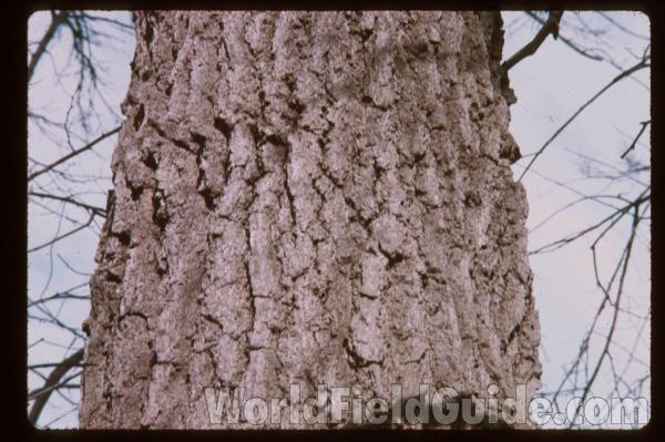 Bark<br>(Location of Picture: Illinois, USA)