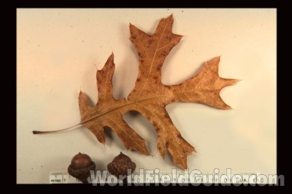 Leaf<br>(Origin of the Specimen: Illinois, USA)