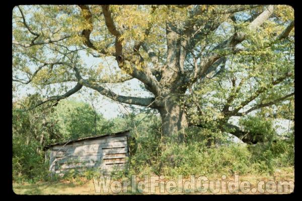 Branches<br>(Location of Picture: Georgia, USA)
