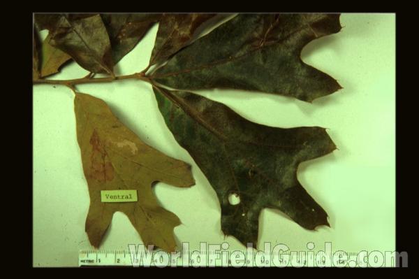 Leaves