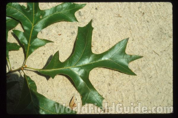Leaves