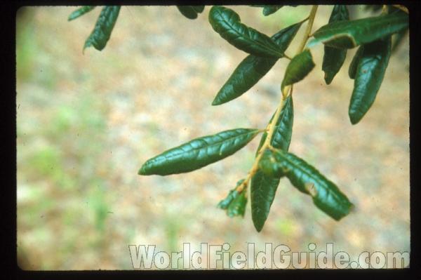 Leaves