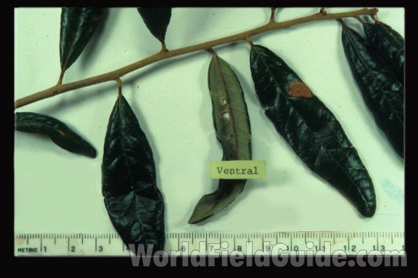 Leaves