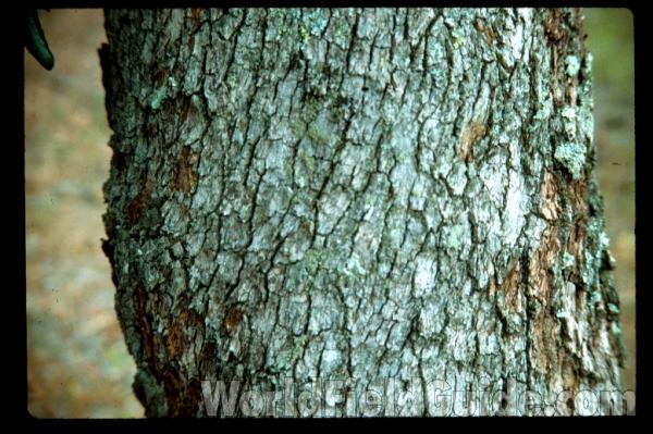Bark