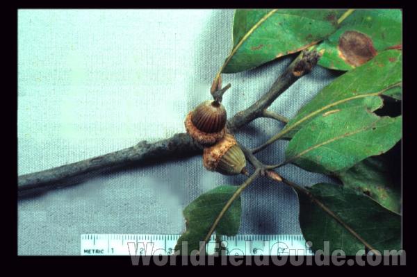 Acorn