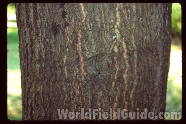 Bark