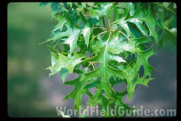 Leaves