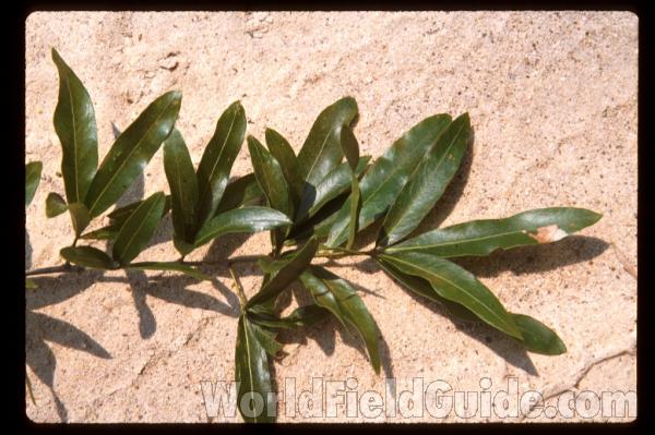 Leaves<br>(Location of Picture: Southern Missouri)