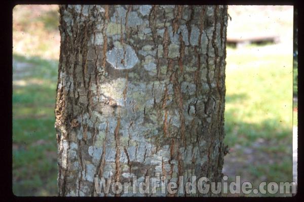 Bark<br>(Location of Picture: Southern Missouri)