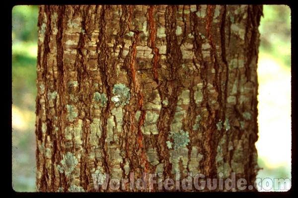 Bark<br>(Location of Picture: Southern Missouri)