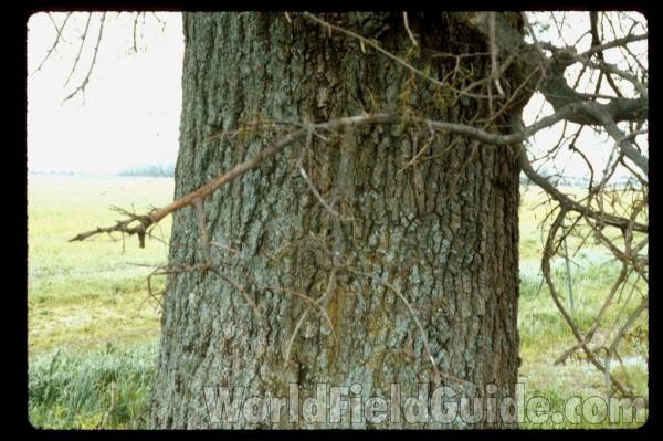 Bark<br>(Location of Picture: Southern Missouri)