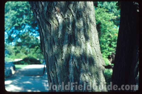 Bark