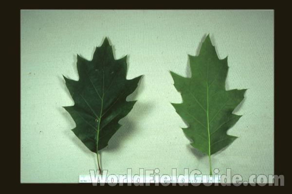 Leaf