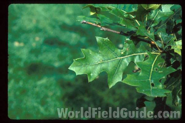 Leaves<br>(Location of Picture: Glencoe Botanic Gardens, Il, USA)
