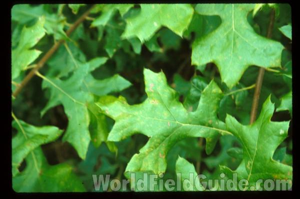 Leaves<br>(Location of Picture: South Carolina, USA)