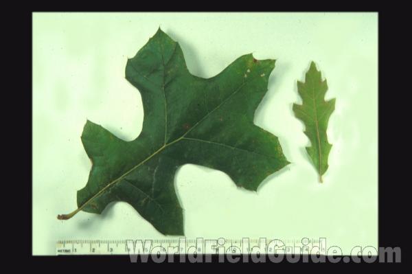 Leaves<br>(Location of Picture: Glencoe Botanic Gardens, Il, USA)