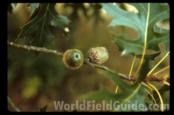 Acorns<br>(Location of Picture: Morton Arboretum, Il, USA)